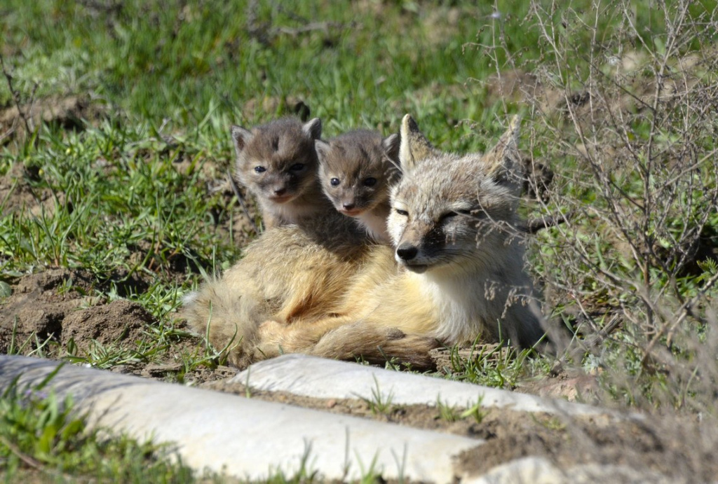 Корсачиха с выводком